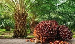 Polemik Anjloknya Harga TBS, PTPN IV PalmCo Jaga Serapan TBS Petani Sesuai Aturan