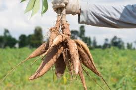 PTPN III Dorong Kemandirian Pangan dan Energi Lewat Hilirisasi Ubi Kayu