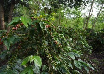 Produksi Kopi Tumbuh 225 Persen, Kopi Jadi Bintang Pertumbuhan Bisnis Non-Core PTPN IV PalmCo