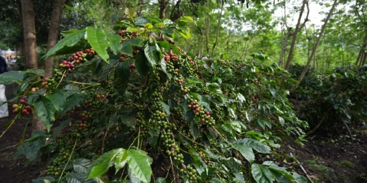 Produksi Kopi Tumbuh 225 Persen, Kopi Jadi Bintang Pertumbuhan Bisnis Non-Core PTPN IV PalmCo