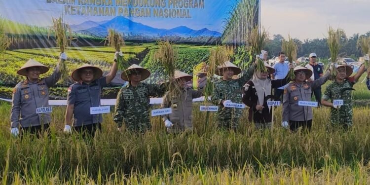 Panen Raya TNI di Tanjab Timur, Al Haris Tegaskan Komitmen Dukung Ketahanan Pangan Nasional