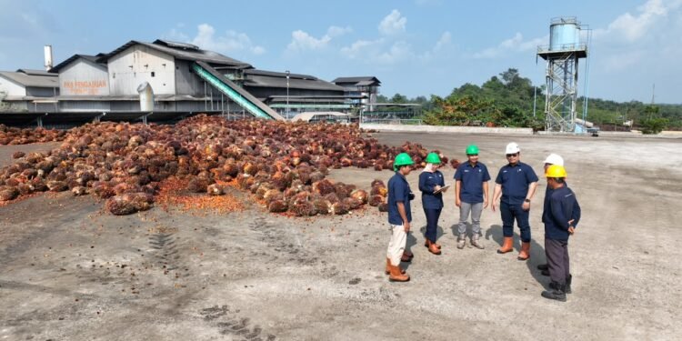 PTPN IV PalmCo Targetkan Kemitraan Sawit Rakyat 64.176 Hektare pada 2029