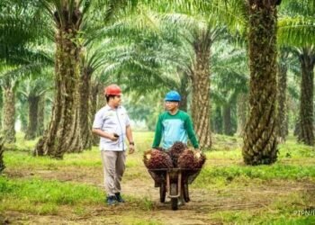 PTPN IV PalmCo Kejar Sertifikasi Global, Target Tuntas Desember 2026