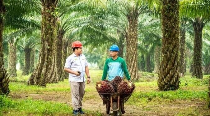 PTPN IV PalmCo Kejar Sertifikasi Global, Target Tuntas Desember 2026