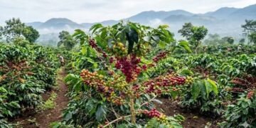 PTPN IV PalmCo Ekspor Perdana 37,2 Ton Kopi Arabika ke AS