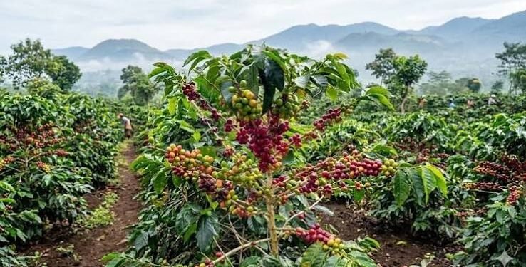 PTPN IV PalmCo Ekspor Perdana 37,2 Ton Kopi Arabika ke AS